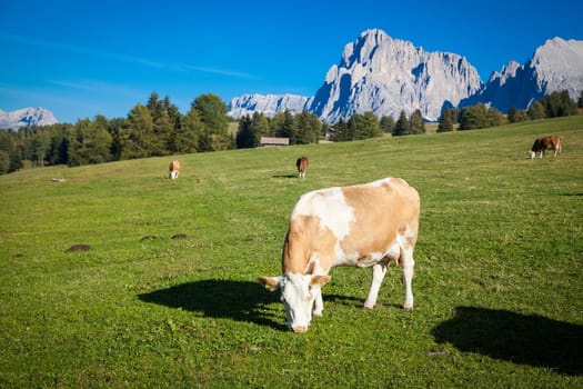 Seiser Alm and Rosengarten in South Tyrol