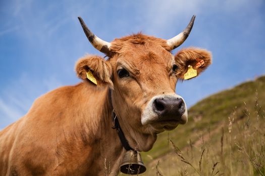 Dairy cows on pasture in the Bavarian Alps