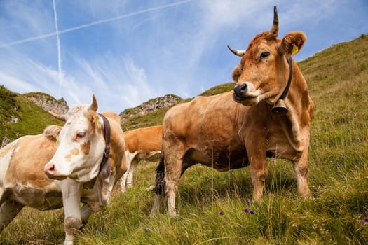 Dairy cows on pasture in the Bavarian Alps