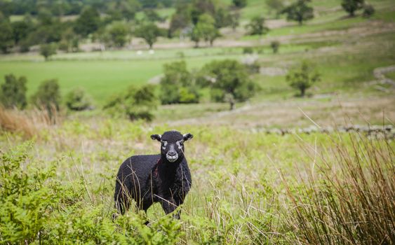 Grazing sheep in Lake District, Cumbria