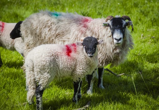 Grazing sheep in Lake District, Cumbria