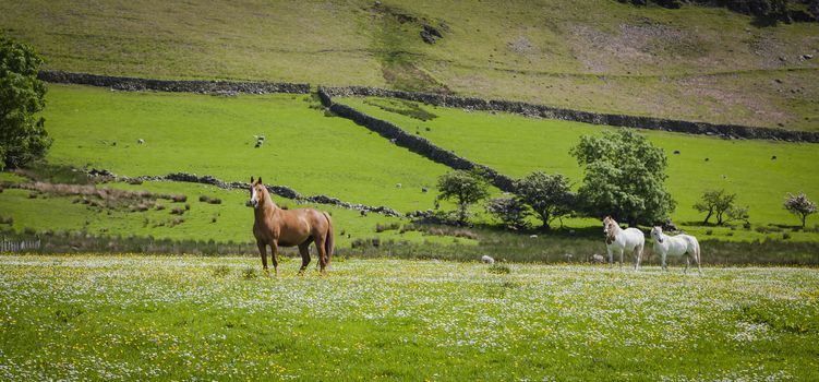 A typical landscape in Lake District, Cumbria