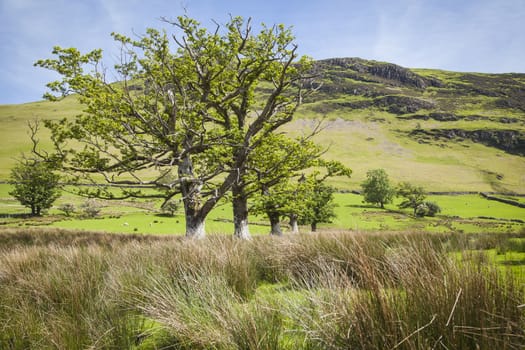 A typical landscape in Lake District, Cumbria