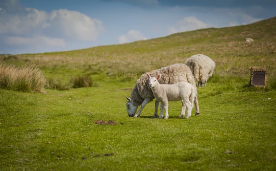 Grazing sheep in North York Moors National Park