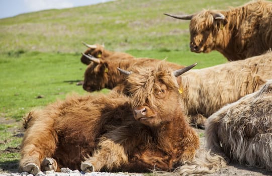 Grazing Highland cattle in North York Moors National Park