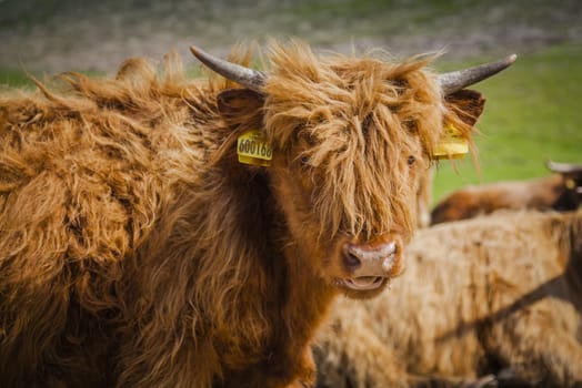 Grazing Highland cattle in North York Moors National Park