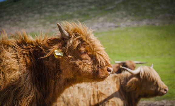 Grazing Highland cattle in North York Moors National Park