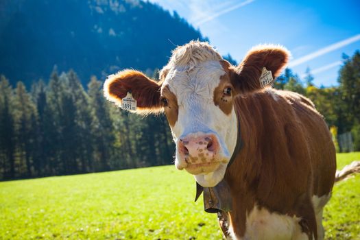 Cattle in Autumn at the lake Achensee in Austria