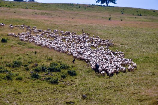 Herd of sheep on a mountain pasture .