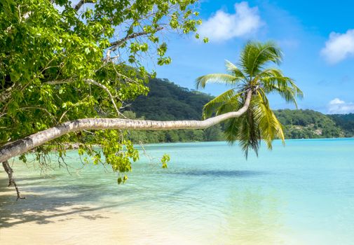 Palm tree on a beautiful tropical beach, Mahe, Seychelles