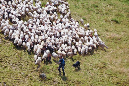 Herd of sheep on a mountain pasture .