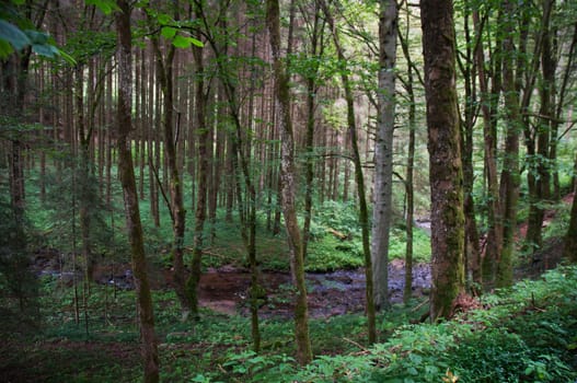 Coniferous forest in the Black Forest. Germany.