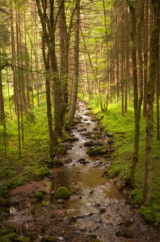 Stream in the coniferous forest in the Black Forest. Germany.