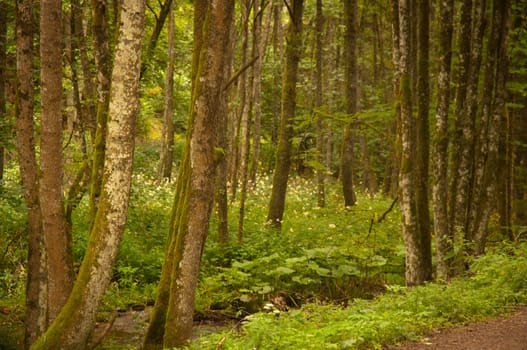 Coniferous forest in the Black Forest. Germany.