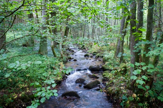 Stream in the coniferous forest in the Black Forest. Germany.