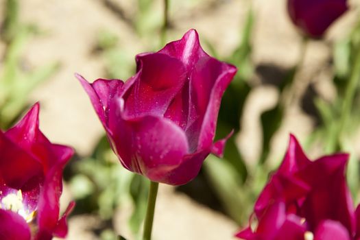 The sea of tulips under a bright sun pleases people