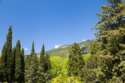 Palm trees and cypresses grow in the South and are pleasing to the eye beauty