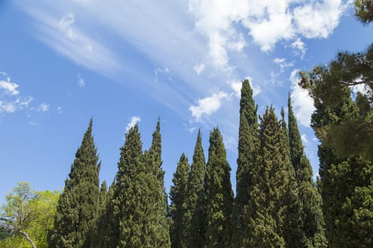 Palm trees and cypresses grow in the South and are pleasing to the eye beauty