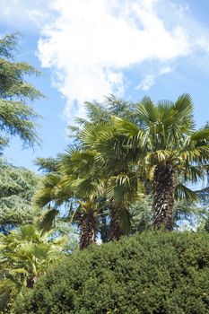 Palm trees and cypresses grow in the South and are pleasing to the eye beauty