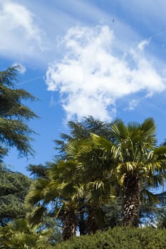 Palm trees and cypresses grow in the South and are pleasing to the eye beauty