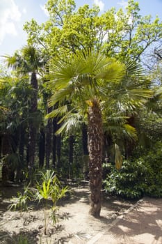 Palm trees and cypresses grow in the South and are pleasing to the eye beauty