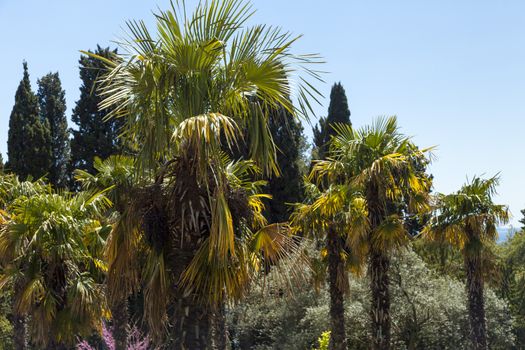 Palm trees and cypresses grow in the South and are pleasing to the eye beauty