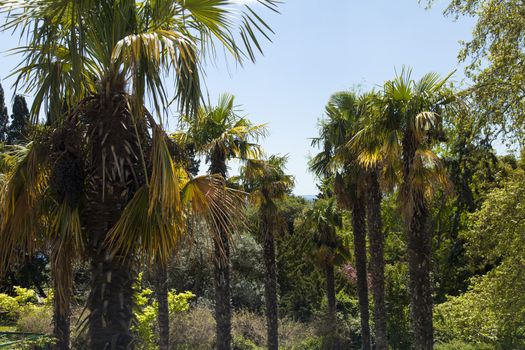 Palm trees and cypresses grow in the South and are pleasing to the eye beauty