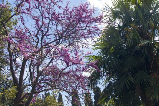 Palm trees and cypresses grow in the South and are pleasing to the eye beauty