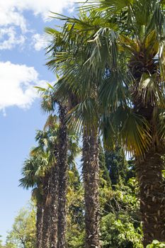 Palm trees and cypresses grow in the South and are pleasing to the eye beauty