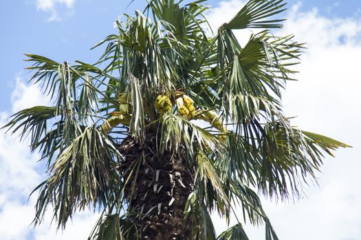 Palm trees and cypresses grow in the South and are pleasing to the eye beauty