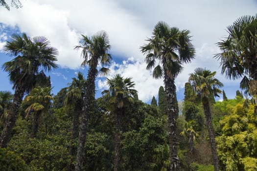 Palm trees and cypresses grow in the South and are pleasing to the eye beauty