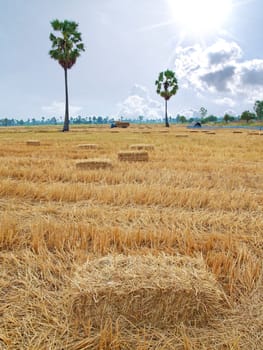 Rice field after harvest with rice straw bales, Asian Palmyra palm(Sugar palm) and  sun light