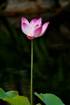 Beautiful pink lotus blooming in pond