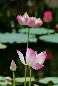 Beautiful pink lotus blooming in pond