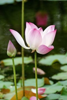 Beautiful pink lotus blooming in pond