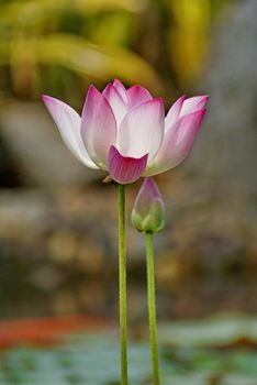 Beautiful pink lotus blooming in pond