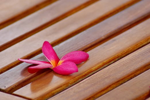 Pink orchid flower on the table