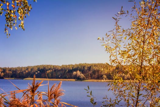 On the shore of a large lake with trees with yellow leaves. The crowns of trees reflected in the water.