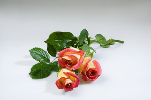 Still life with flowers on a studio background