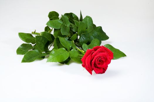 Still life with flowers on a studio background