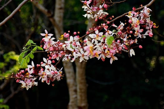 Cassia Bakeriana Craib, Wishing tree, Pink flowers in dark background