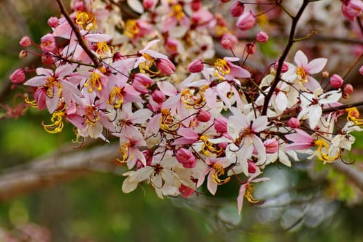 Cassia Bakeriana Craib, Wishing tree, Pink flowers in green blurred background