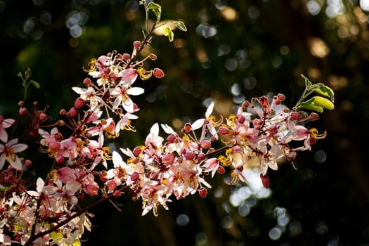 Cassia Bakeriana Craib, Wishing tree, Pink flowers