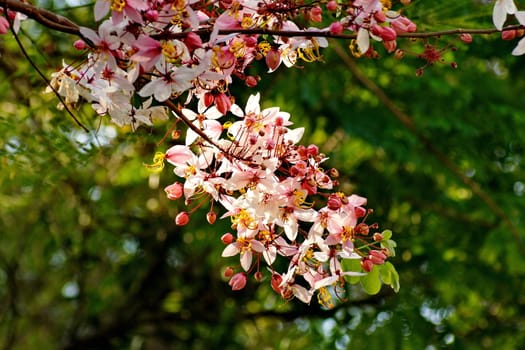 Cassia Bakeriana Craib, Wishing tree, Pink flowers in green blurred background