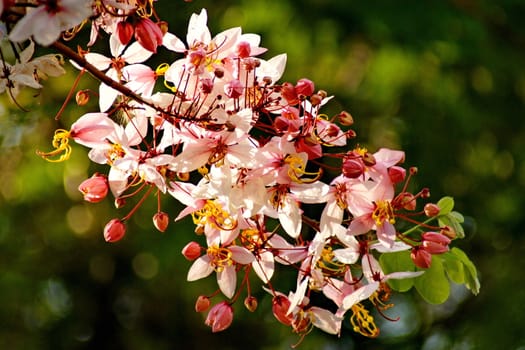 Cassia Bakeriana Craib, Wishing tree, Pink flowers in green blurred background