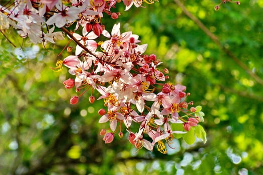 Cassia Bakeriana Craib, Wishing tree, Pink flowers in green blurred background