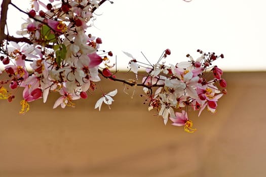 Cassia Bakeriana Craib, Wishing tree, Pink flowers