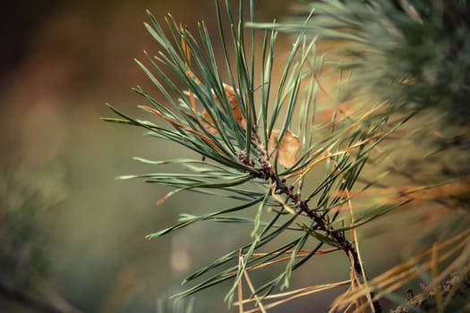 On a pine branch between needles there are fallen-down yellow leaves of an oak.