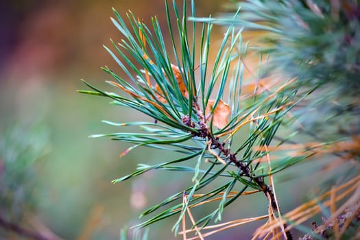 On a pine branch between needles there are fallen-down yellow leaves of an oak.