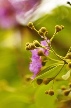 Purple Lagerstroemia speciosa on blur background